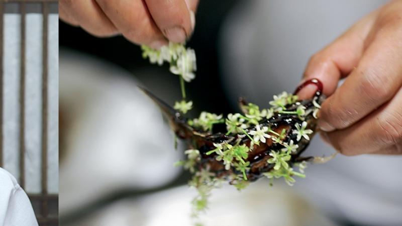 The Wandering Chef