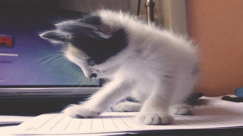 Modern Pets
