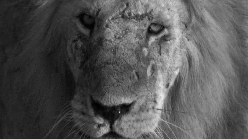 Scarface - The Rise of a Legendary Lion