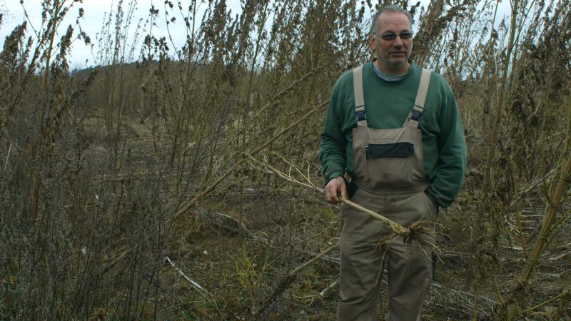 The Hemp Farm Banner