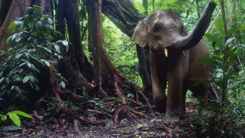 The Malaysian Jungle Book