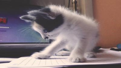 Modern Pets