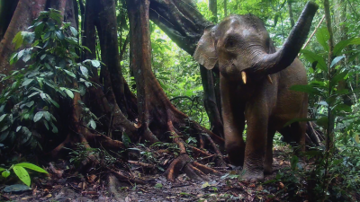 The Malaysian Jungle Book